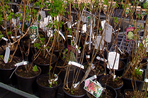 Baumschule mit umfangreichen Obstbäumen und -sträucher