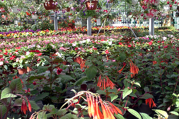 Gartenbau in eigener Produktion