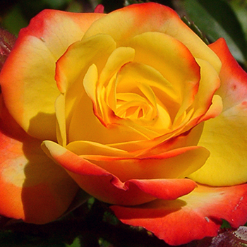 Rosen in vielen Farben und Resistenzen geben Ihren Garten einen romatischen Anstrich