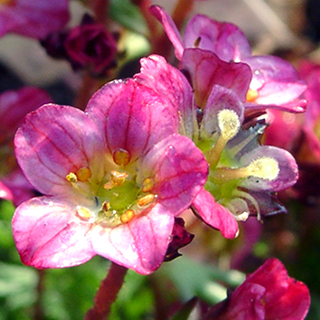Blumenstauden sind Blütenpflanzen für den Sommergarten