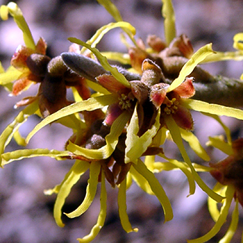 Sträucher als Zierware oder als Obstgehölz in Form von Beerensträucher